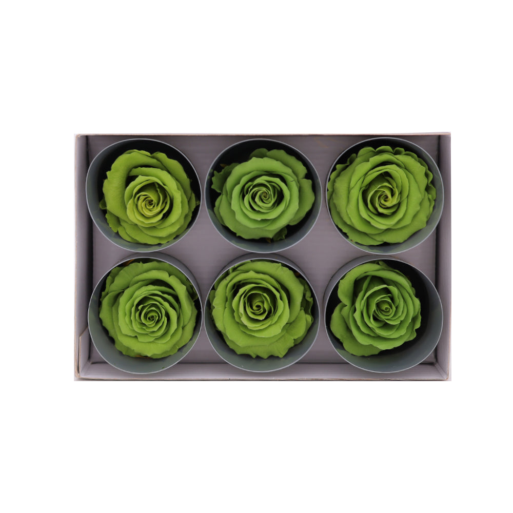 Preserved Roses wholesale Green 6 Roses That Last a Year
