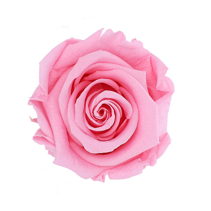 Wholesale Bridal Pink Premium Preserved Roses