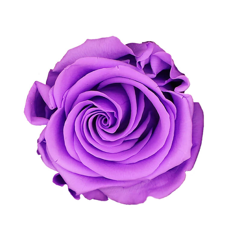 Bright Lilac Preserved Roses - Bellissimo Wholesale Preserved Roses 