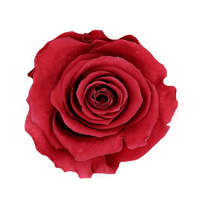 Wholesale Cranberry Premium Preserved Roses