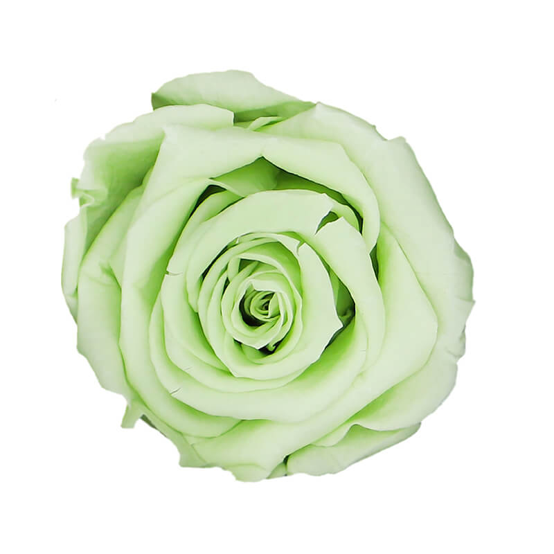 Green Tea Preserved Roses - Bellissimo Wholesale Preserved Roses