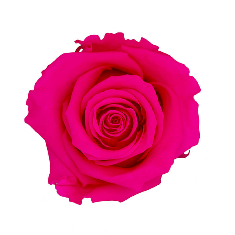 Wholesale Dark Pink Premium Preserved Roses