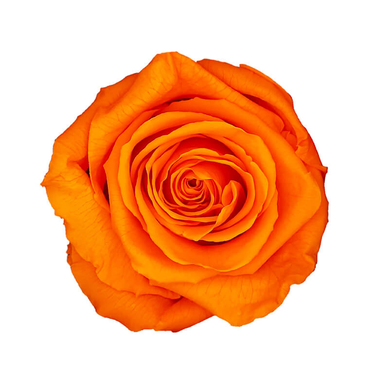 Wholesale Orange Premium Preserved Roses