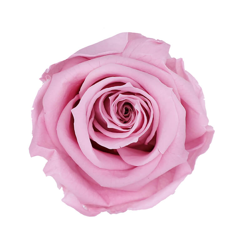 Pastel Pink Preserved Roses - Bellissimo Wholesale Preserved Roses 