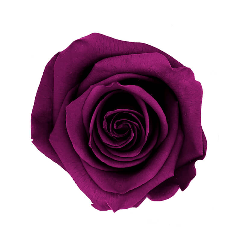 Purple Preserved Roses - Bellissimo Wholesale Preserved Roses 
