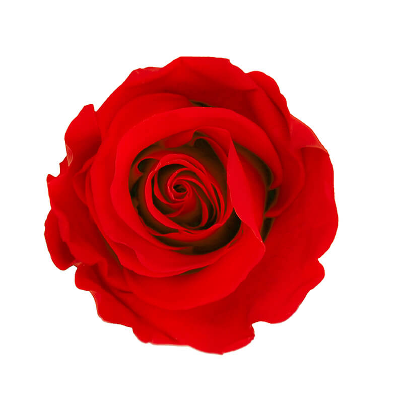 Wholesale Red Premium Preserved Roses