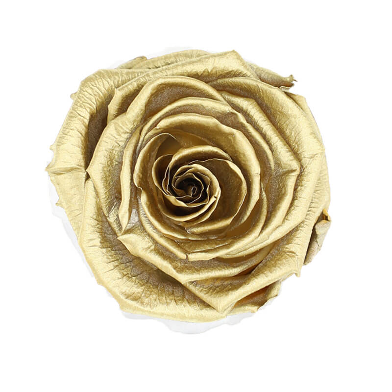 Wholesale Light Gold Premium Preserved Roses