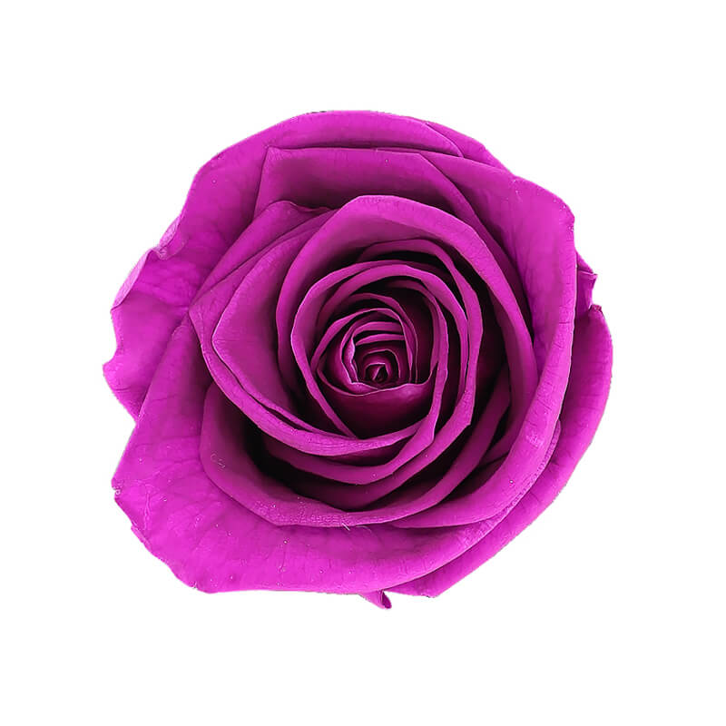 Magenta Preserved Roses - Bellissimo Wholesale Preserved Roses 