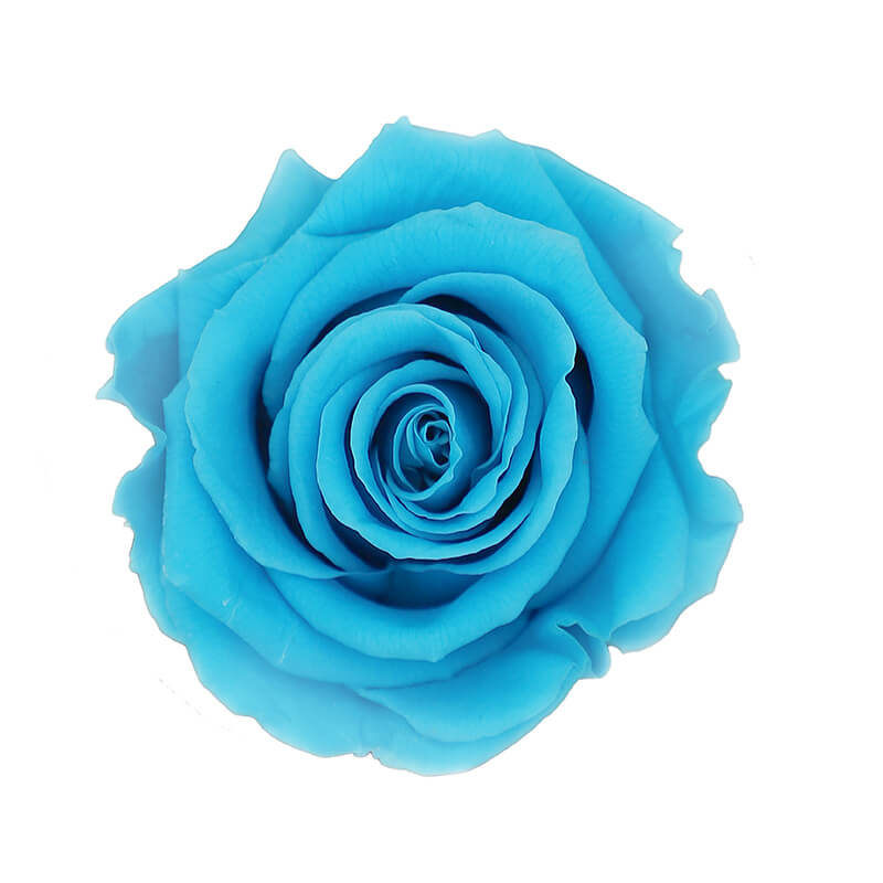 Turquoise Preserved Roses - Bellissimo Wholesale Preserved Roses 