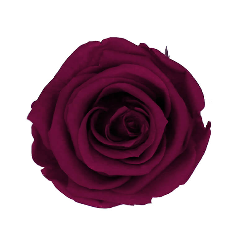 Vibrant Purple Preserved Roses