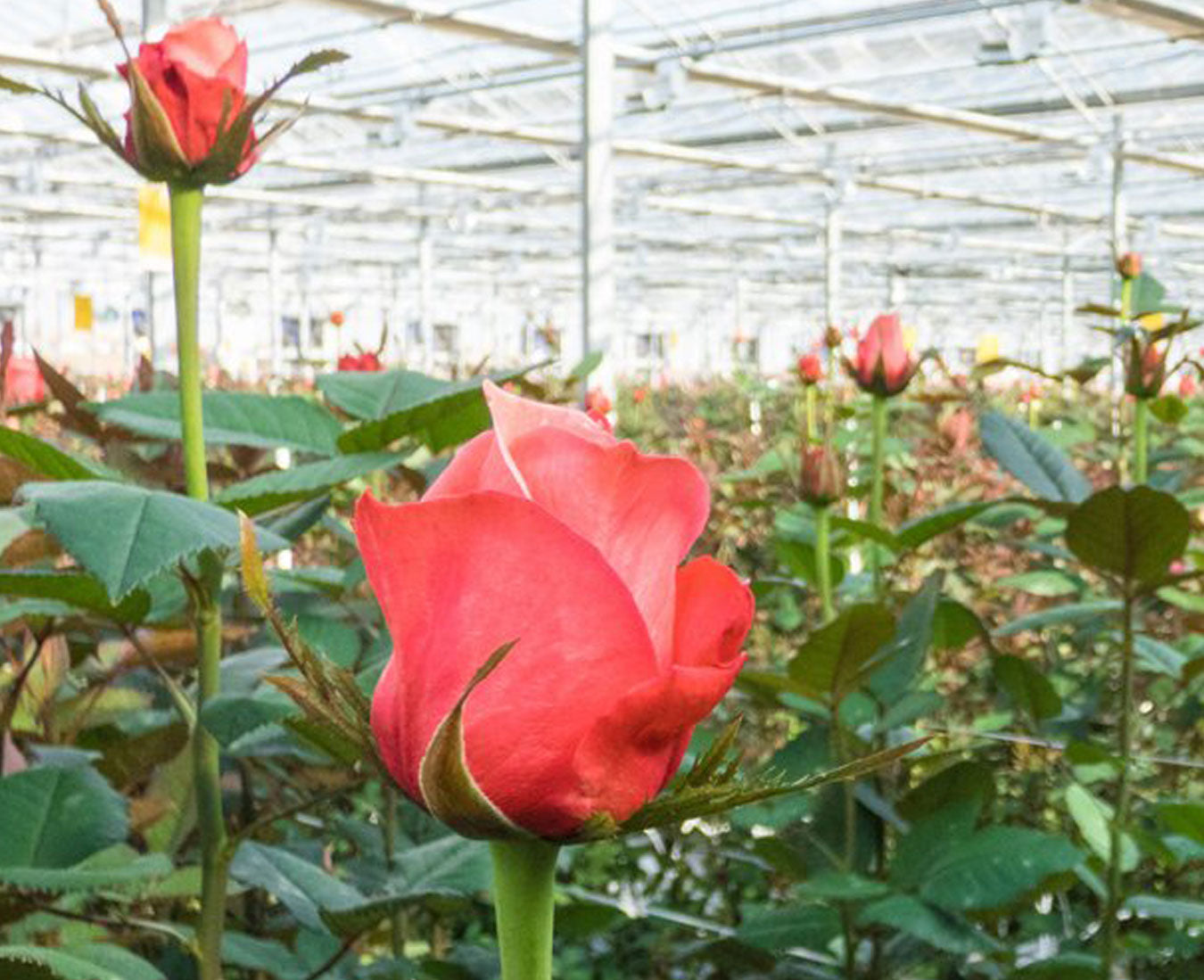 Why Choose Wholesale Ecuadorian Preserved Roses