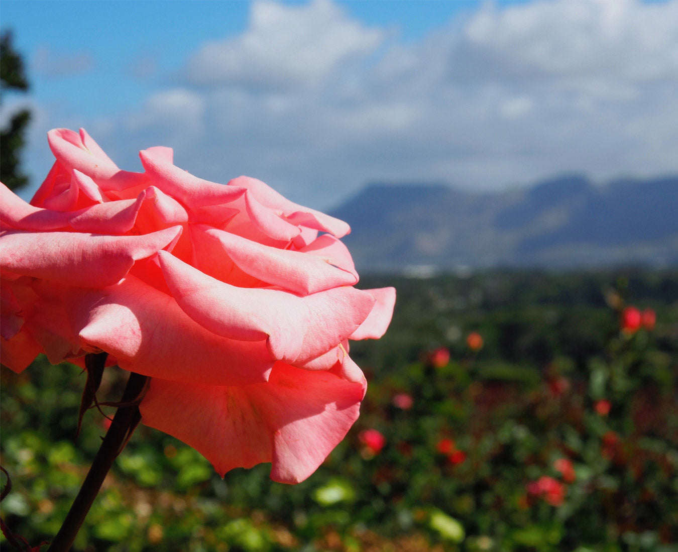 Yes! You Can Get Genuine Colombian Preserved Roses At Wholesale Prices