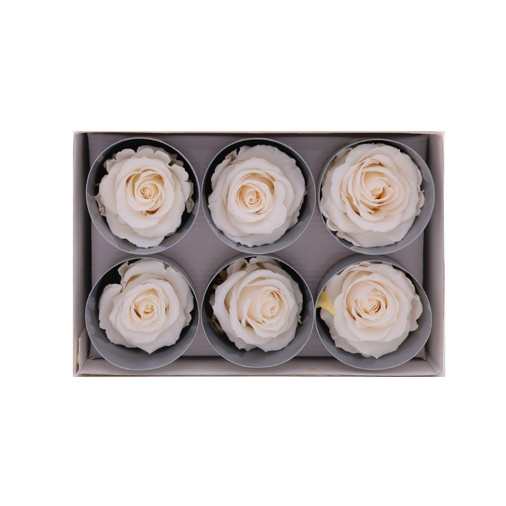 Preserved Roses wholesale Champagne 6 Roses That Last a Year