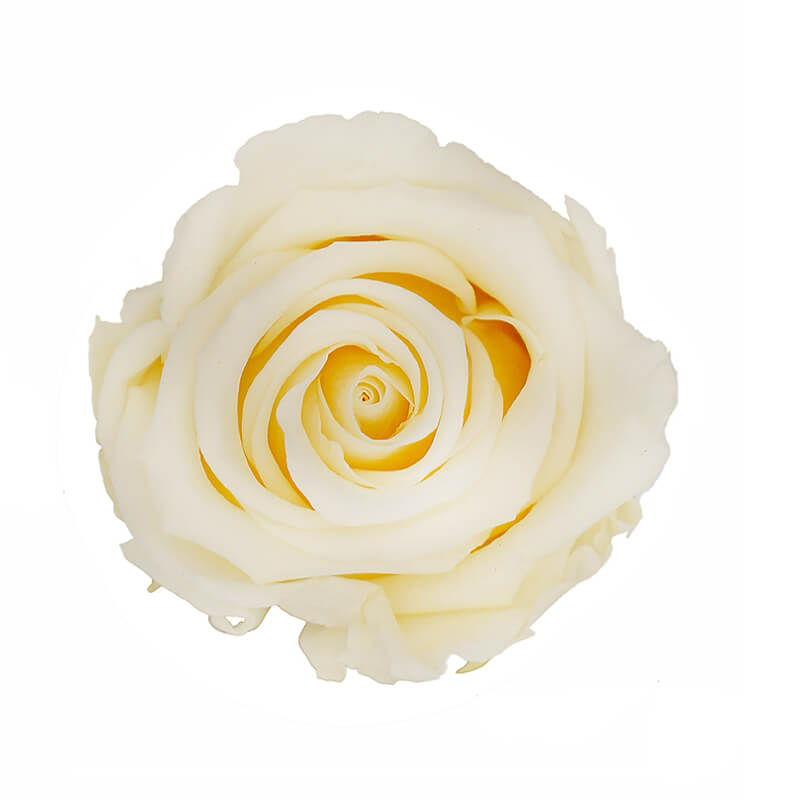 Champagne Preserved Roses - Bellissimo Wholesale Preserved Roses 