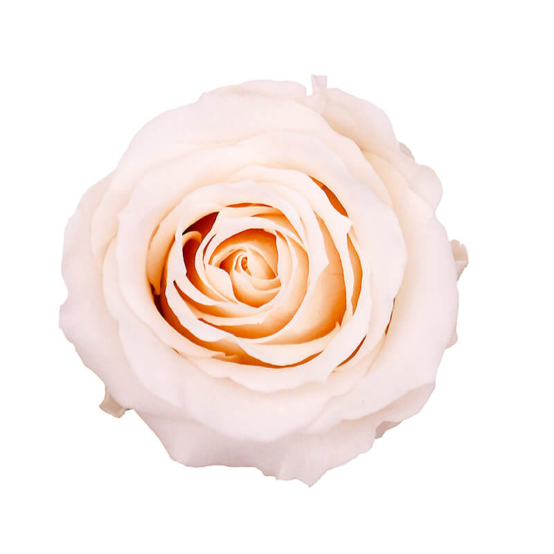 Cream Pink Preserved Roses - Bellissimo Wholesale Preserved Roses
