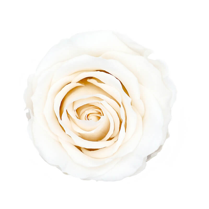 Cream Preserved Roses - Bellissimo Wholesale Preserved Roses