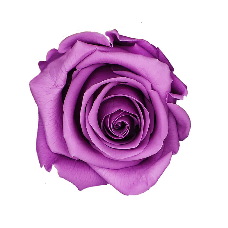 Lilac Preserved Roses - Bellissimo Wholesale Preserved Roses