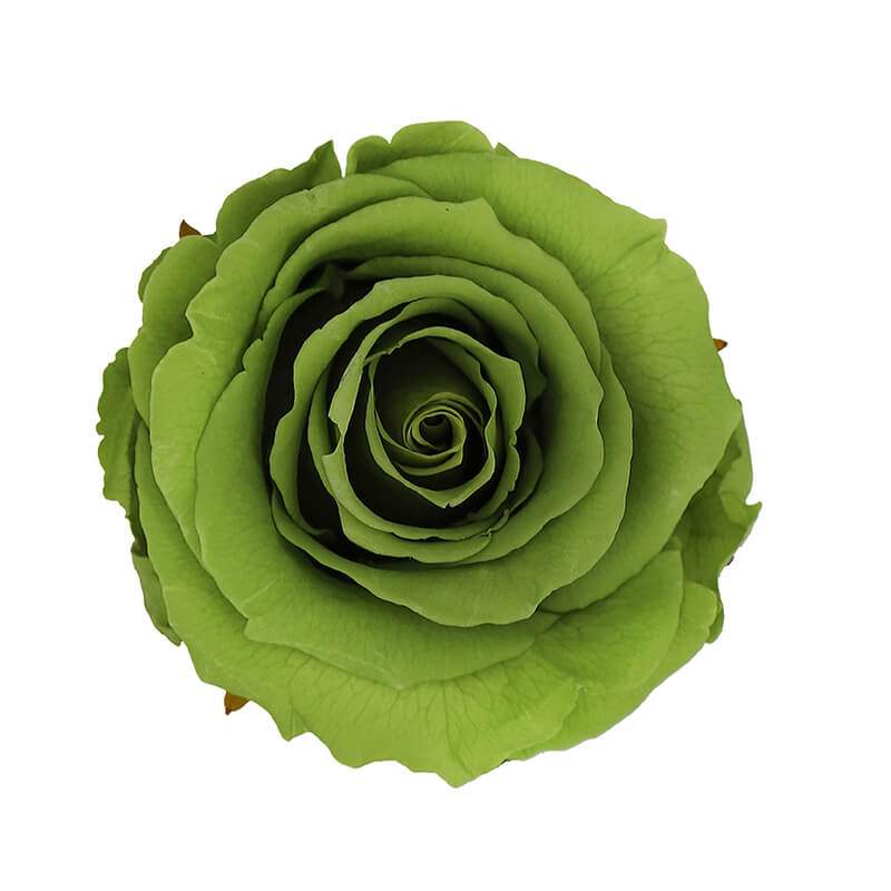 Wholesale Green Premium Preserved Roses