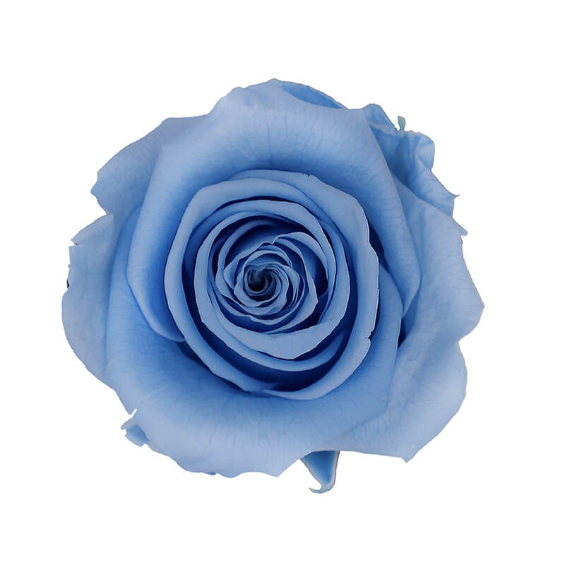 Light Blue Preserved Roses