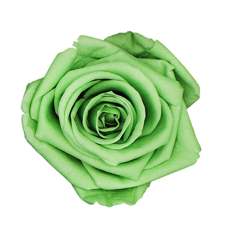 Wholesale Neon Green Premium Preserved Roses