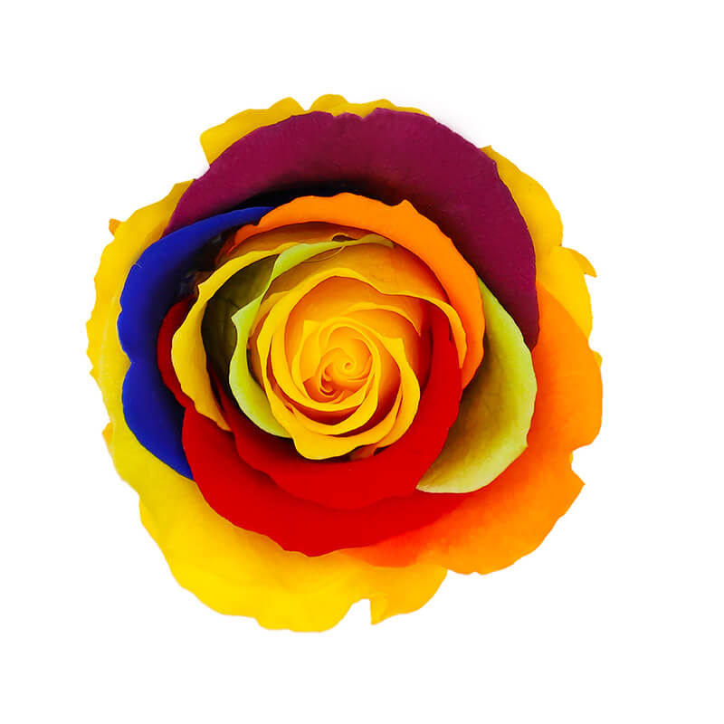 Rainbow Preserved Roses - Bellissimo Wholesale Preserved Roses
