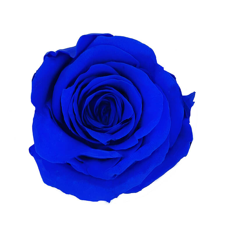 Dark Blue Preserved Roses