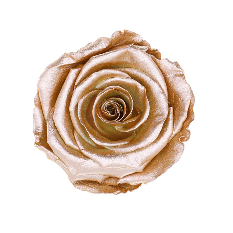 Rose Gold Preserved Roses - Bellissimo Wholesale Preserved Roses 