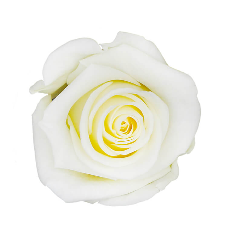 Vanilla Cream Preserved Roses - Bellissimo Wholesale Preserved Roses