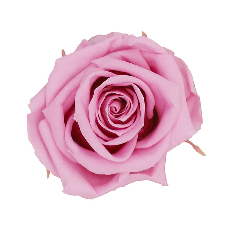 Wholesale Vintage Pink Premium Preserved Roses