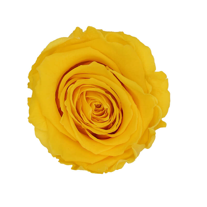Warm Yellow Preserved Roses