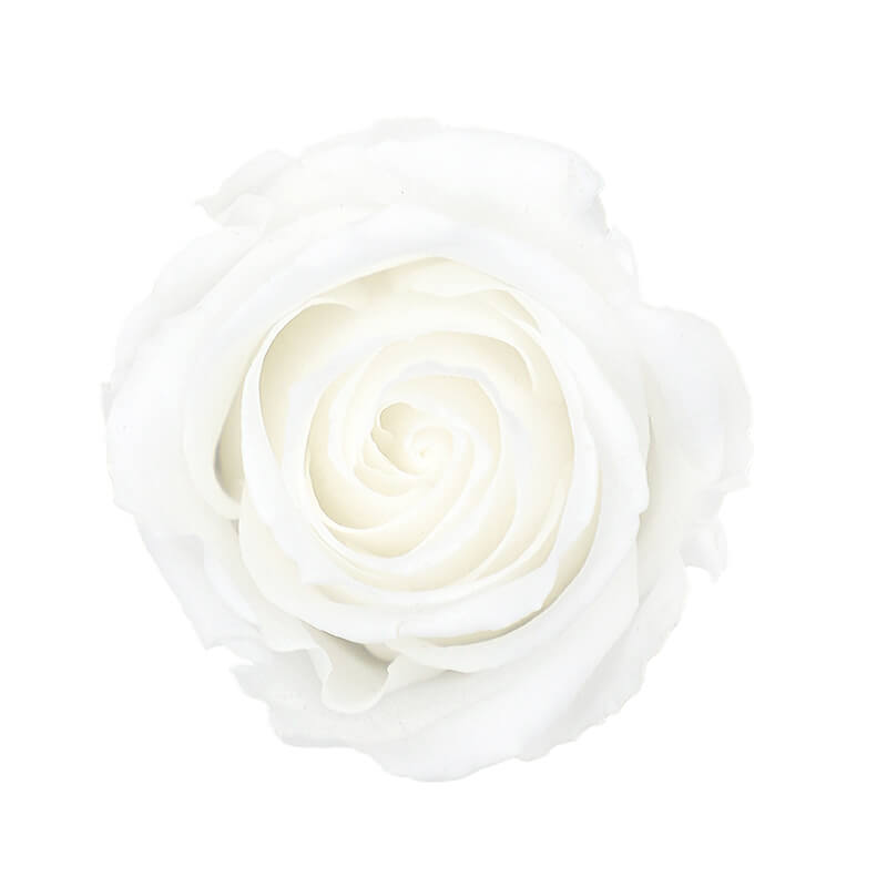Wholesale White Premium Preserved Roses