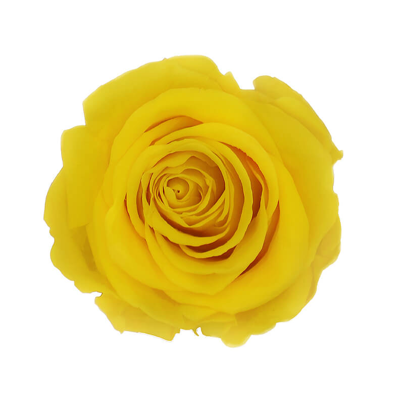 Bright Yellow Preserved Roses