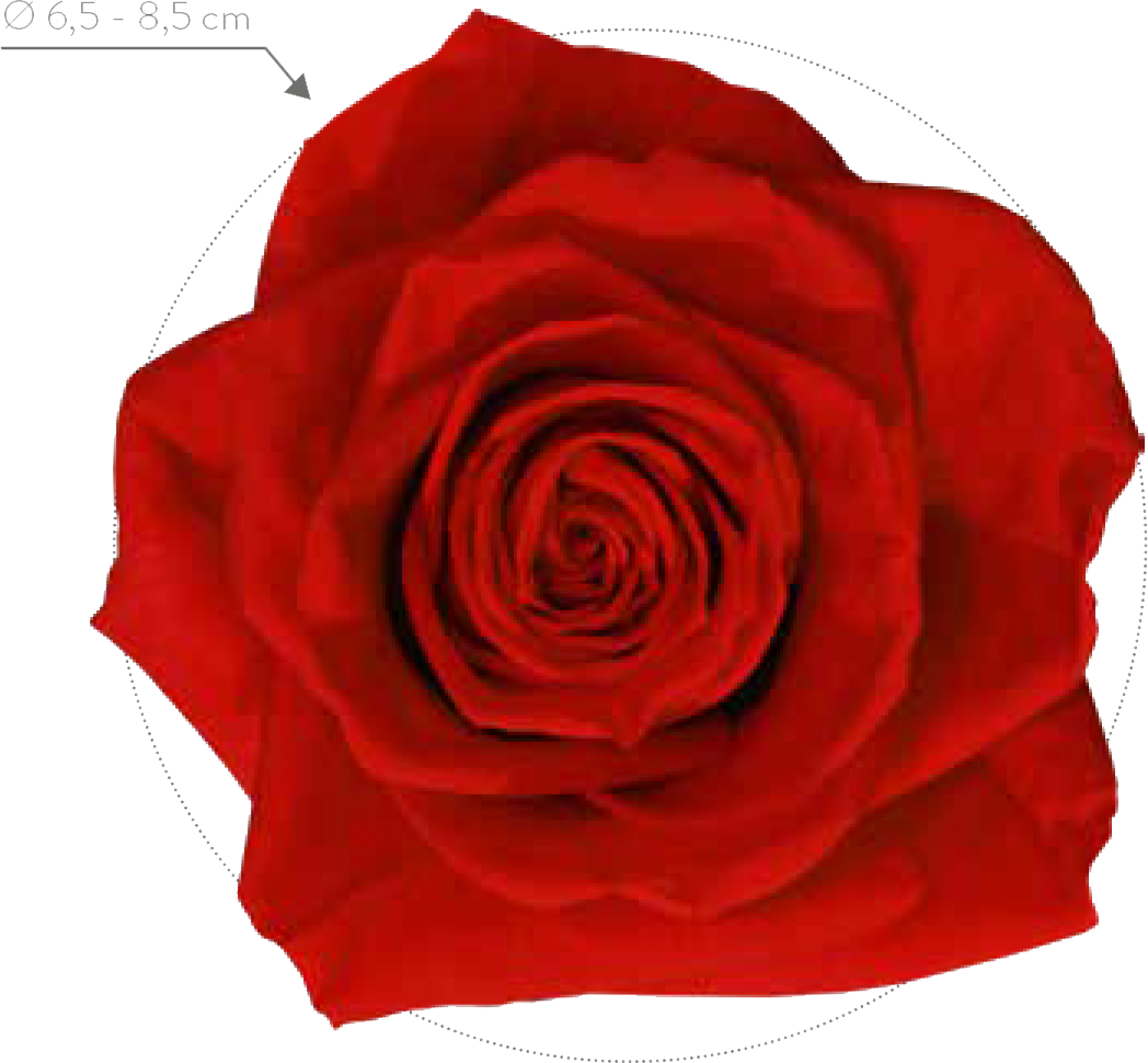 Premium Wholesale Preserved Rose
